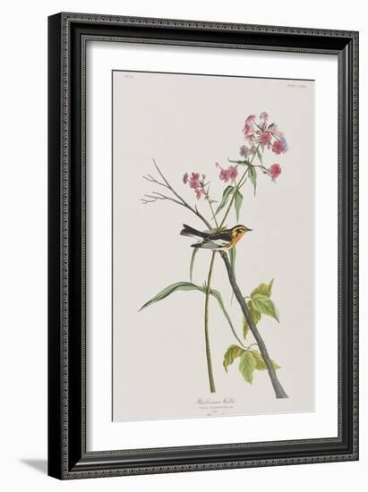 Illustration from 'Birds of America', 1827-38-John James Audubon-Framed Giclee Print