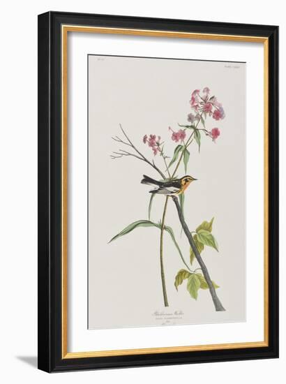 Illustration from 'Birds of America', 1827-38-John James Audubon-Framed Giclee Print