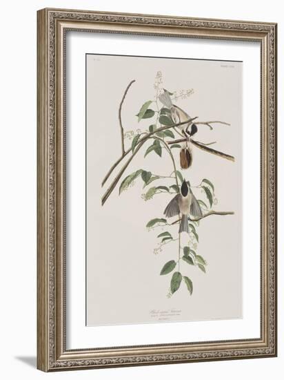 Illustration from 'Birds of America', 1827-38-John James Audubon-Framed Giclee Print