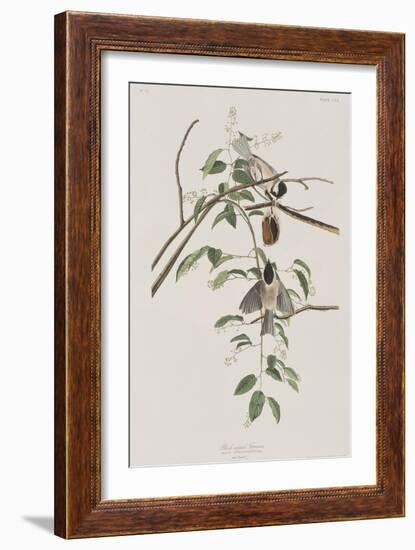 Illustration from 'Birds of America', 1827-38-John James Audubon-Framed Giclee Print