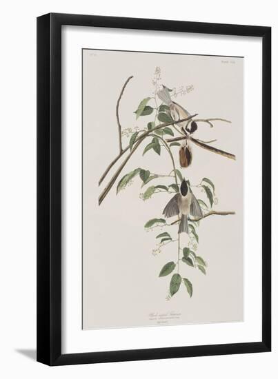 Illustration from 'Birds of America', 1827-38-John James Audubon-Framed Giclee Print