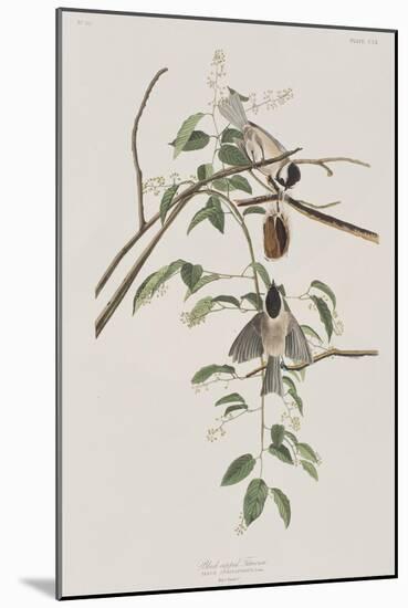 Illustration from 'Birds of America', 1827-38-John James Audubon-Mounted Giclee Print