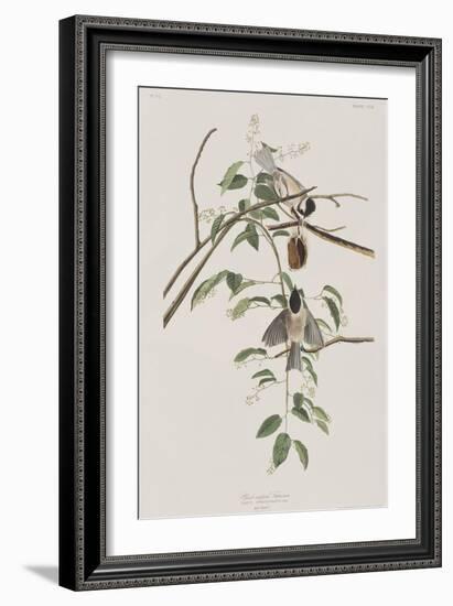 Illustration from 'Birds of America', 1827-38-John James Audubon-Framed Giclee Print