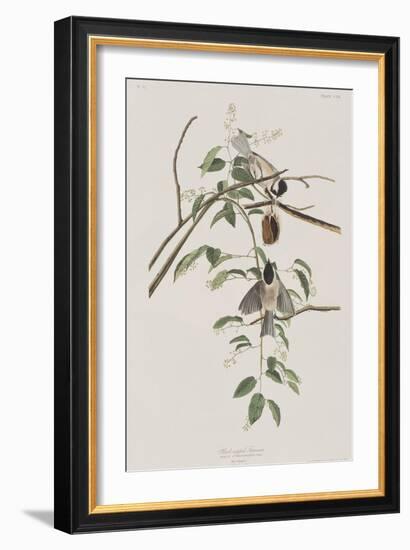 Illustration from 'Birds of America', 1827-38-John James Audubon-Framed Giclee Print