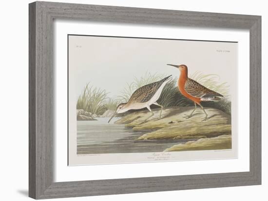 Illustration from 'Birds of America', 1827-38-John James Audubon-Framed Giclee Print