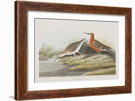 Illustration from 'Birds of America', 1827-38-John James Audubon-Framed Giclee Print