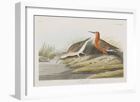 Illustration from 'Birds of America', 1827-38-John James Audubon-Framed Giclee Print