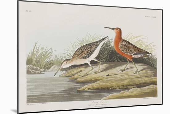 Illustration from 'Birds of America', 1827-38-John James Audubon-Mounted Giclee Print