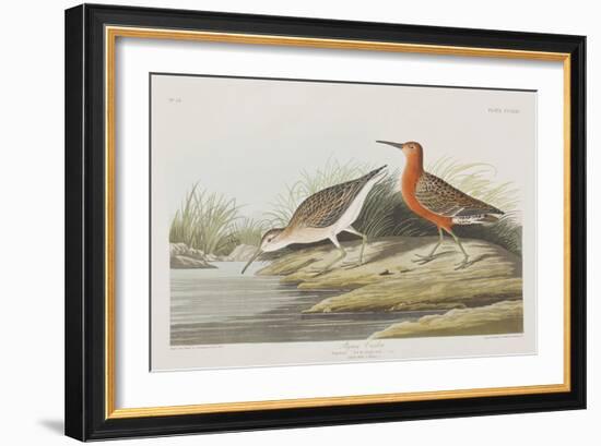 Illustration from 'Birds of America', 1827-38-John James Audubon-Framed Giclee Print