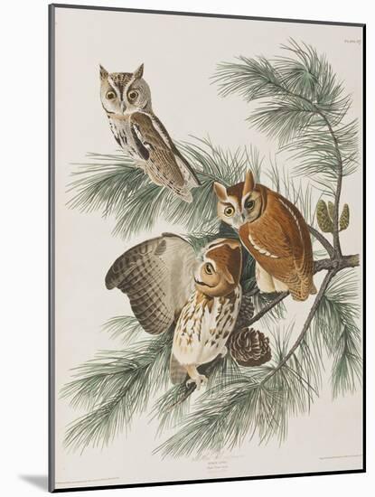 Illustration from 'Birds of America', 1827-38-John James Audubon-Mounted Giclee Print