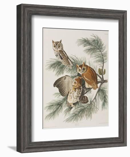 Illustration from 'Birds of America', 1827-38-John James Audubon-Framed Giclee Print