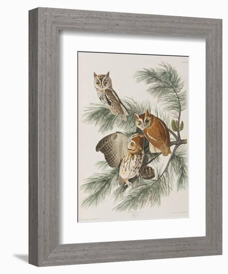 Illustration from 'Birds of America', 1827-38-John James Audubon-Framed Giclee Print