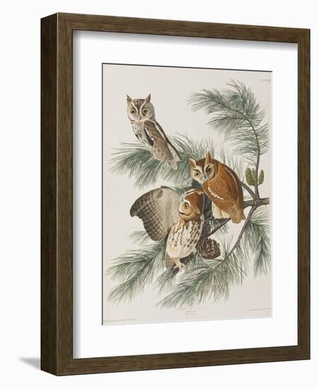 Illustration from 'Birds of America', 1827-38-John James Audubon-Framed Giclee Print