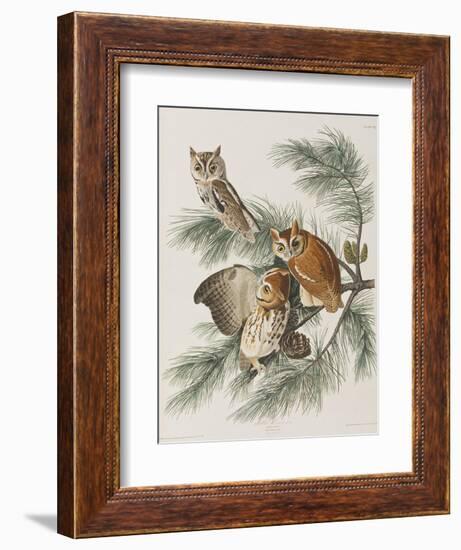 Illustration from 'Birds of America', 1827-38-John James Audubon-Framed Giclee Print