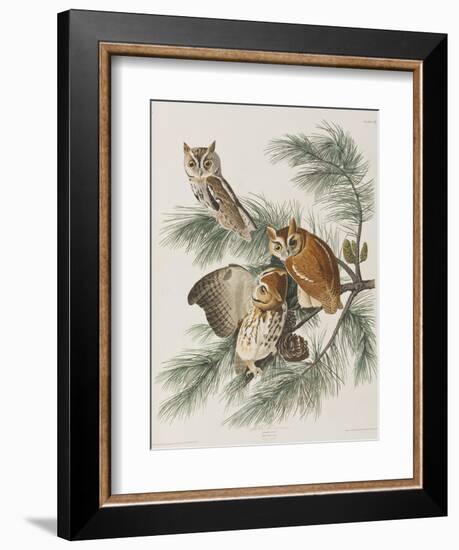 Illustration from 'Birds of America', 1827-38-John James Audubon-Framed Giclee Print