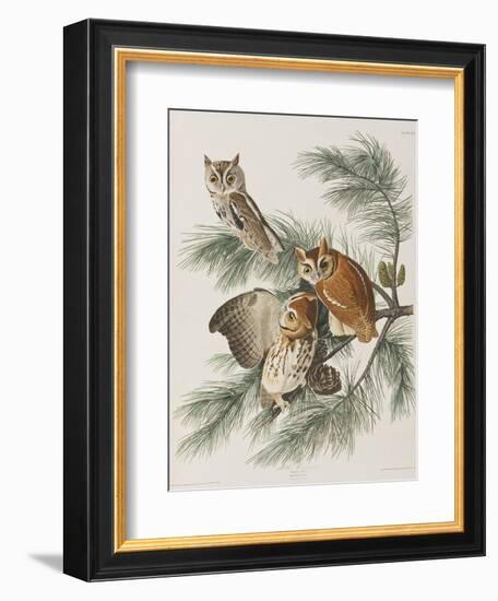 Illustration from 'Birds of America', 1827-38-John James Audubon-Framed Giclee Print