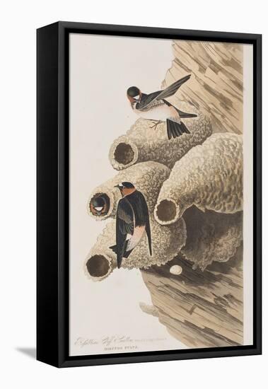 Illustration from 'Birds of America', 1827-38-John James Audubon-Framed Premier Image Canvas