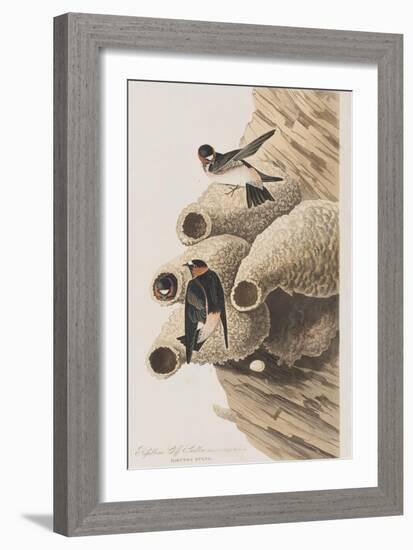 Illustration from 'Birds of America', 1827-38-John James Audubon-Framed Giclee Print