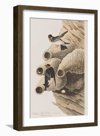 Illustration from 'Birds of America', 1827-38-John James Audubon-Framed Giclee Print