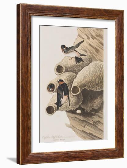 Illustration from 'Birds of America', 1827-38-John James Audubon-Framed Giclee Print