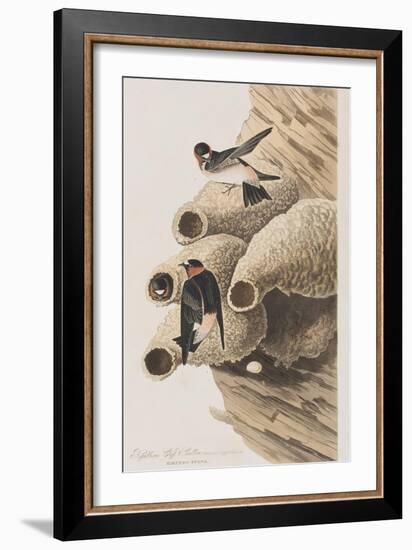 Illustration from 'Birds of America', 1827-38-John James Audubon-Framed Giclee Print