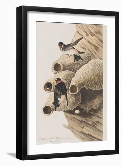 Illustration from 'Birds of America', 1827-38-John James Audubon-Framed Giclee Print