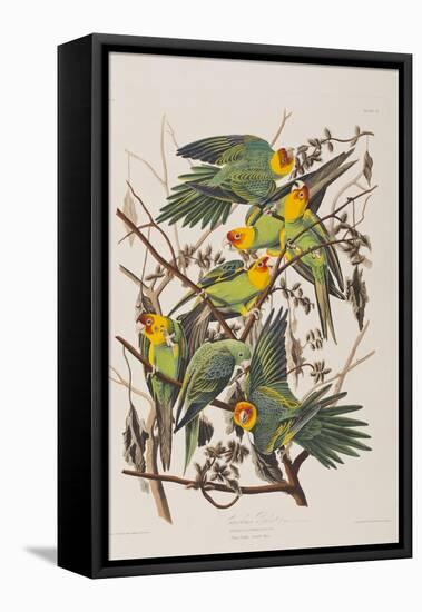 Illustration from 'Birds of America', 1827-38-John James Audubon-Framed Premier Image Canvas