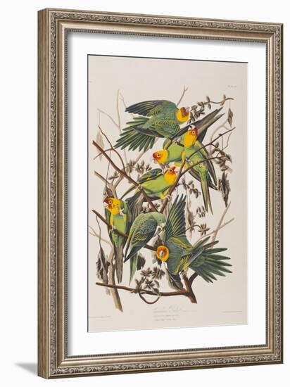 Illustration from 'Birds of America', 1827-38-John James Audubon-Framed Giclee Print