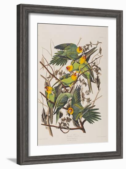 Illustration from 'Birds of America', 1827-38-John James Audubon-Framed Giclee Print