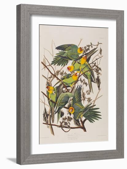 Illustration from 'Birds of America', 1827-38-John James Audubon-Framed Giclee Print