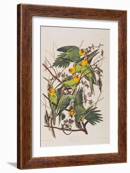 Illustration from 'Birds of America', 1827-38-John James Audubon-Framed Giclee Print