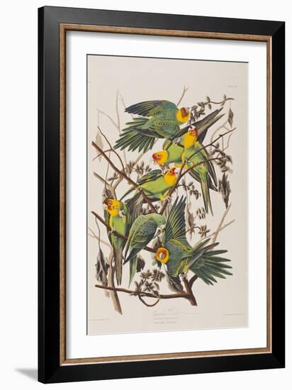 Illustration from 'Birds of America', 1827-38-John James Audubon-Framed Giclee Print