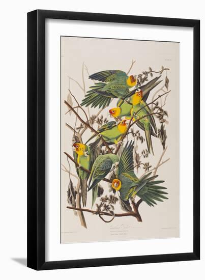 Illustration from 'Birds of America', 1827-38-John James Audubon-Framed Giclee Print