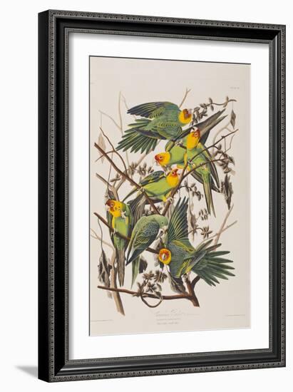 Illustration from 'Birds of America', 1827-38-John James Audubon-Framed Giclee Print