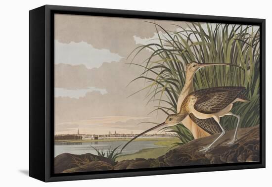 Illustration from 'Birds of America', 1827-38-John James Audubon-Framed Premier Image Canvas