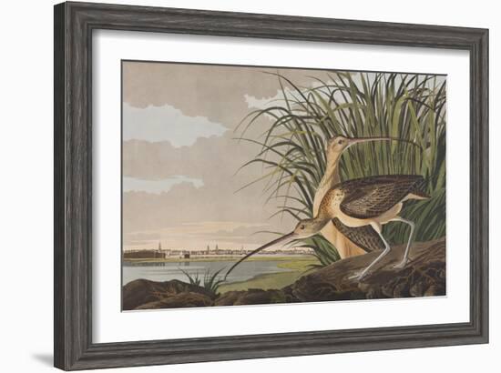 Illustration from 'Birds of America', 1827-38-John James Audubon-Framed Giclee Print