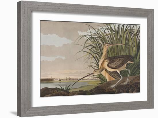 Illustration from 'Birds of America', 1827-38-John James Audubon-Framed Giclee Print