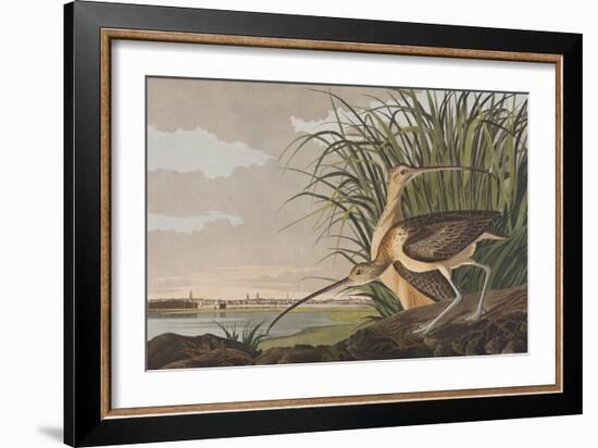 Illustration from 'Birds of America', 1827-38-John James Audubon-Framed Giclee Print