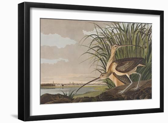 Illustration from 'Birds of America', 1827-38-John James Audubon-Framed Giclee Print