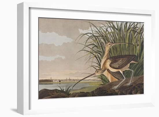 Illustration from 'Birds of America', 1827-38-John James Audubon-Framed Giclee Print