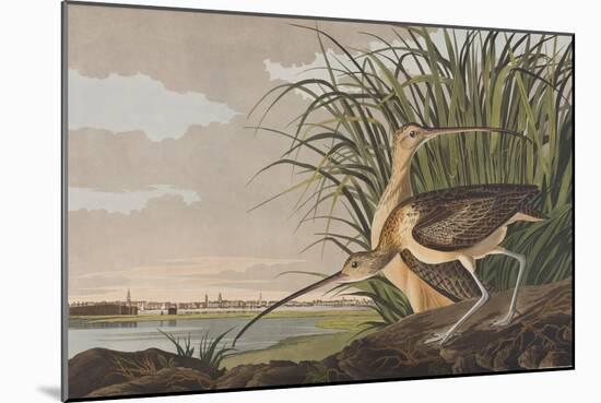 Illustration from 'Birds of America', 1827-38-John James Audubon-Mounted Giclee Print