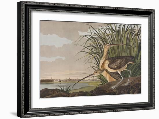 Illustration from 'Birds of America', 1827-38-John James Audubon-Framed Giclee Print