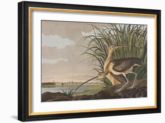 Illustration from 'Birds of America', 1827-38-John James Audubon-Framed Giclee Print