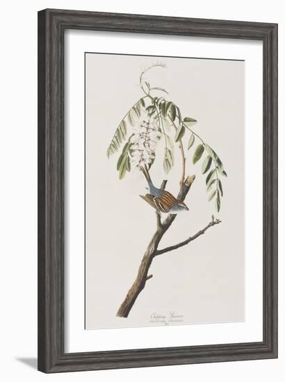 Illustration from 'Birds of America', 1827-38-John James Audubon-Framed Giclee Print