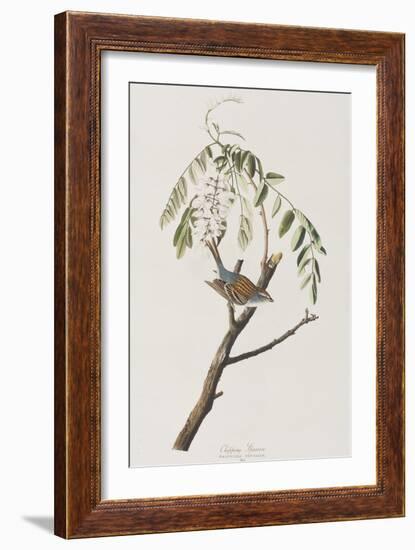 Illustration from 'Birds of America', 1827-38-John James Audubon-Framed Giclee Print