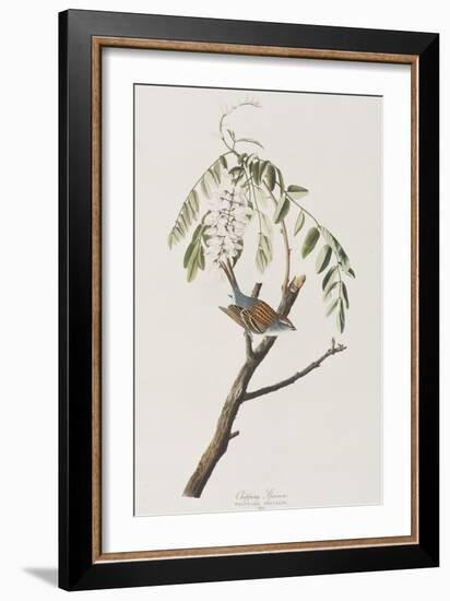 Illustration from 'Birds of America', 1827-38-John James Audubon-Framed Giclee Print