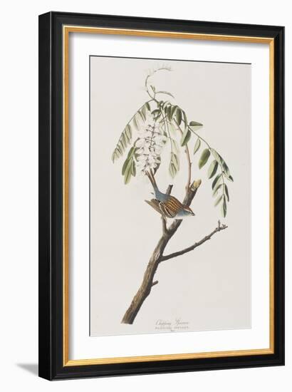 Illustration from 'Birds of America', 1827-38-John James Audubon-Framed Giclee Print