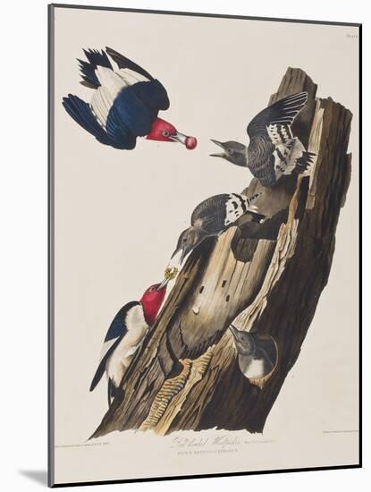 Illustration from 'Birds of America', 1827-38-John James Audubon-Mounted Giclee Print