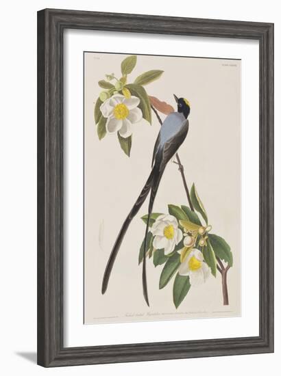 Illustration from 'Birds of America', 1827-38-John James Audubon-Framed Giclee Print