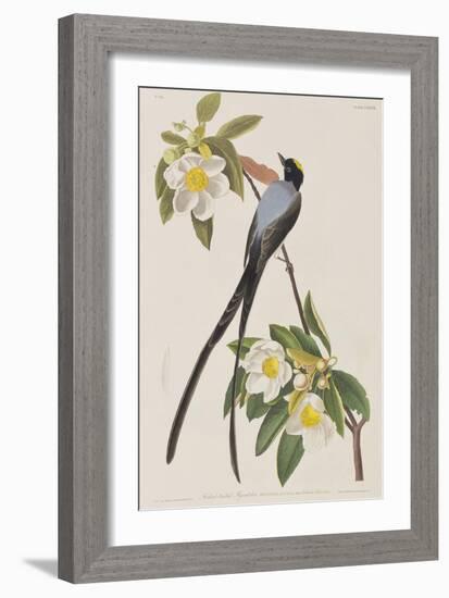 Illustration from 'Birds of America', 1827-38-John James Audubon-Framed Giclee Print